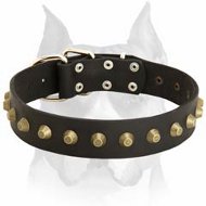 Amstaff breed Fashionable Exclusive Wide Leather Dog Collar