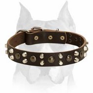 Outstanding Leather Dog Collar with Pyramids and Studs for Amstaff