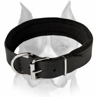 Super Felt Padded Leather Dog Collar for Amstaff