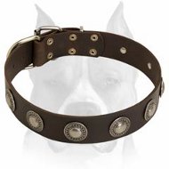 Astonishing Leather Dog Collar with Beautiful Conchos for Amstaff