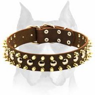 Gorgeous Amstaff Leather Dog Collar with 2 Rows of Brass Spikes and 1 row of Nickel Studs