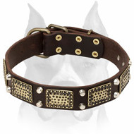 Amstaff Leather Dog Collar Decorated with Massive Brass Plates