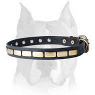 Leather Special Dog Collar With Brass Plates for Amstaff breed