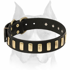 Leather dog collar decorated with Brass Plates for Amstaff Breed