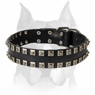 Amstaff Leather Dog Collar with Stylish Decorations