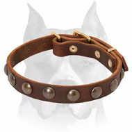 Amstaff Puppy Leather Dog Collar with 1 Row of Half-Ball Studs