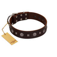 "Pure Sensation" Exclusive FDT Artisan Brown Leather Amstaff Collar with Fancy Brooches and Studs