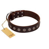"Starry-Eyed" Best Quality FDT Artisan Brown Designer Leather Amstaff Collar with Small Plates  "Starry-Eyed" Best Quality FDT Artisan Brown Designer Leather Amstaff Collar with Small Plates