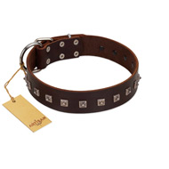 "Kingly Grace" FDT Artisan Brown Leather Amstaff Collar with Silver-like Dotted Studs  "Kingly Grace" FDT Artisan Brown Leather Amstaff Collar with Silver-like Dotted Studs