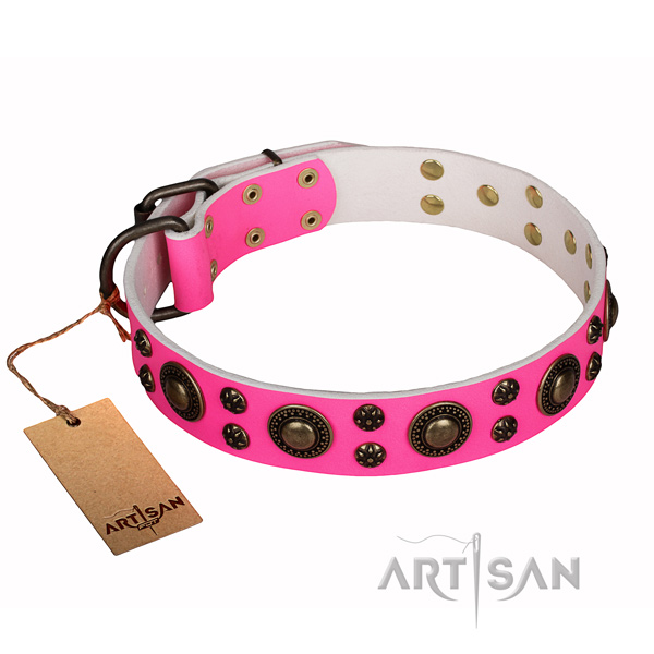 Daily walking dog collar of quality full grain leather with studs