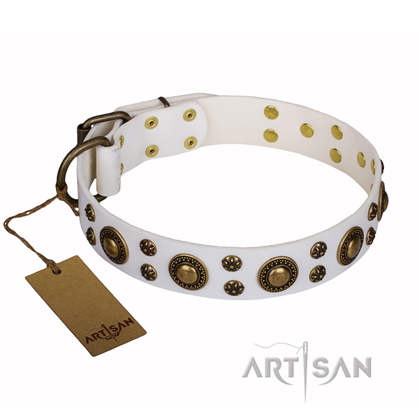 Walking dog collar of top quality full grain leather with embellishments
