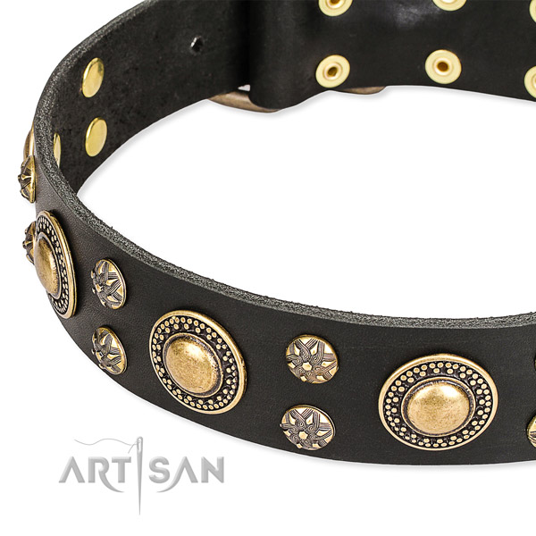 Everyday walking studded dog collar of durable full grain natural leather