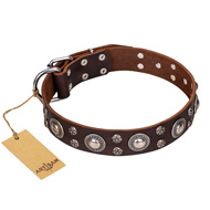 "Age of Beauty" FDT Artisan Incredible Studded Brown Leather Amstaff Collar "Age of Beauty" FDT Artisan Incredible Studded Brown Leather Amstaff Collar