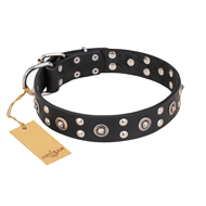 "Refined Essence" FDT Artisan Black Leather Amstaff Collar with Silvery Studs