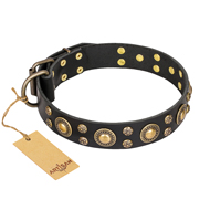 "Baroque Chic" FDT Artisan Studded Black Leather Amstaff Collar "Baroque Chic" FDT Artisan Studded Black Leather Amstaff Collar