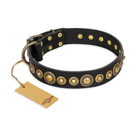 "Gold Mine" FDT Artisan Black Leather Amstaff Collar with Amazing Bronze-Plated Round Studs