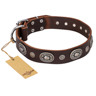 "Extra Pizzazz" FDT Artisan Adorned Brown Leather Amstaff Collar "Extra Pizzazz" FDT Artisan Adorned Brown Leather Amstaff Collar