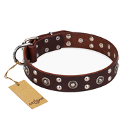 "Pirate Treasure" FDT Artisan Exciting Brown Leather Amstaff Collar with Studs