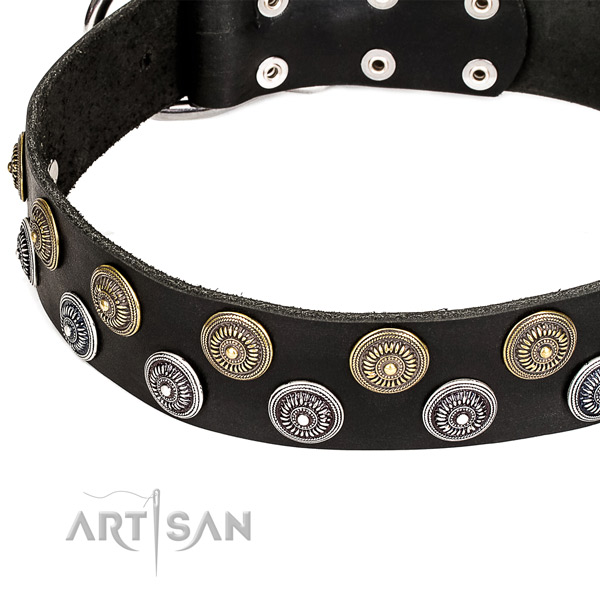 Fancy walking studded dog collar of high quality full grain natural leather