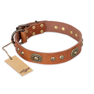 "Stunning Dress" FDT Artisan Tan Leather Amstaff Collar with Old Bronze Look Plates and Studs