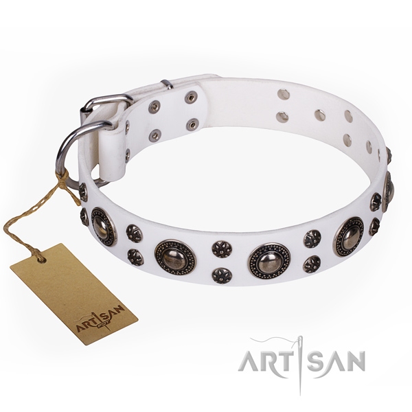Fancy walking dog collar of fine quality leather with embellishments