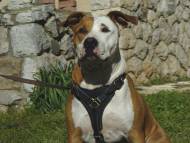 Walking and Tracking Leather Harness for Amstaff