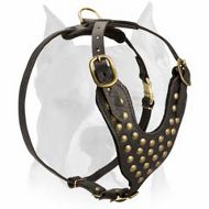 Studded leather dog harness for American Staffordshire Terrier