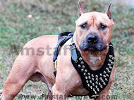 Spiked Leather Dog Harness for Amstaff  Spiked Leather Dog Harness for Amstaff