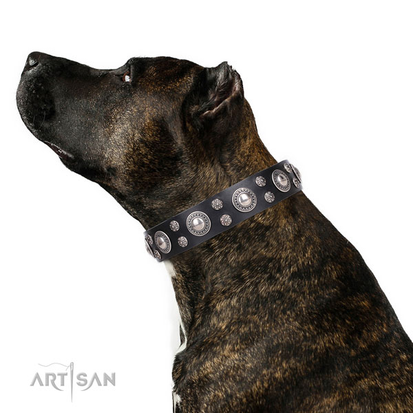 Daily walking embellished dog collar of fine quality genuine leather