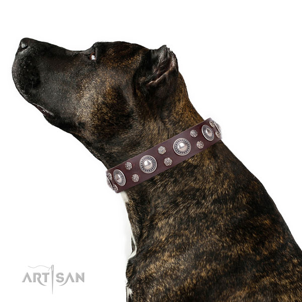 Stylish walking studded dog collar of durable genuine leather