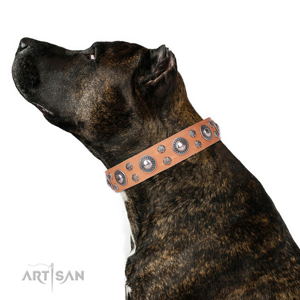 Handy use embellished dog collar of quality natural leather