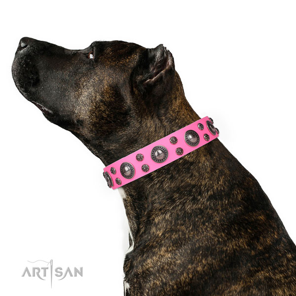 Daily walking adorned dog collar of strong leather