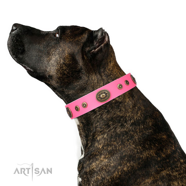 Significant adorned genuine leather dog collar for fancy walking