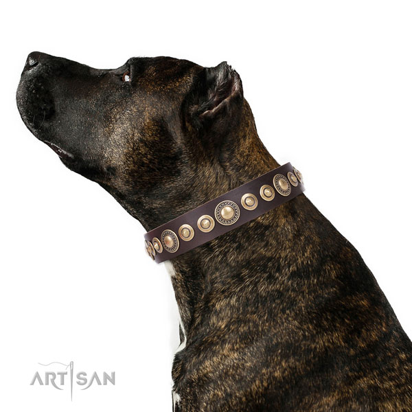 Awesome studded leather dog collar