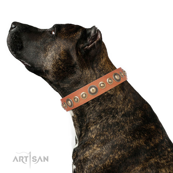 Reliable buckle and D-ring on full grain leather dog collar for everyday walking