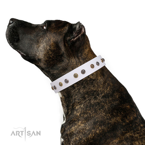 Fancy walking decorated dog collar made of top notch genuine leather