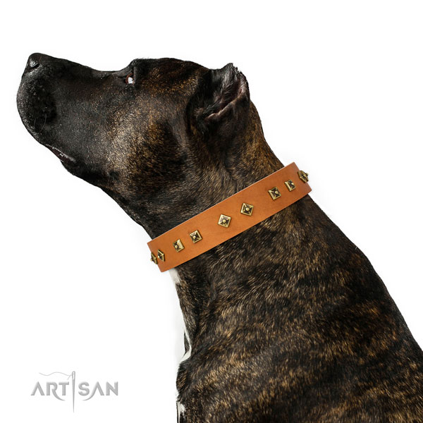 Stylish design decorations on easy wearing dog collar