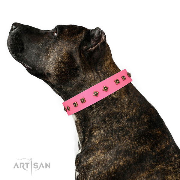 Fashionable adornments on everyday use dog collar