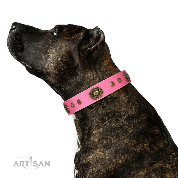 Extraordinary decorations on easy wearing dog collar