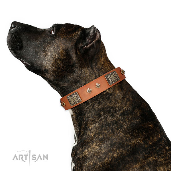 Handy use dog collar of natural leather with top notch embellishments