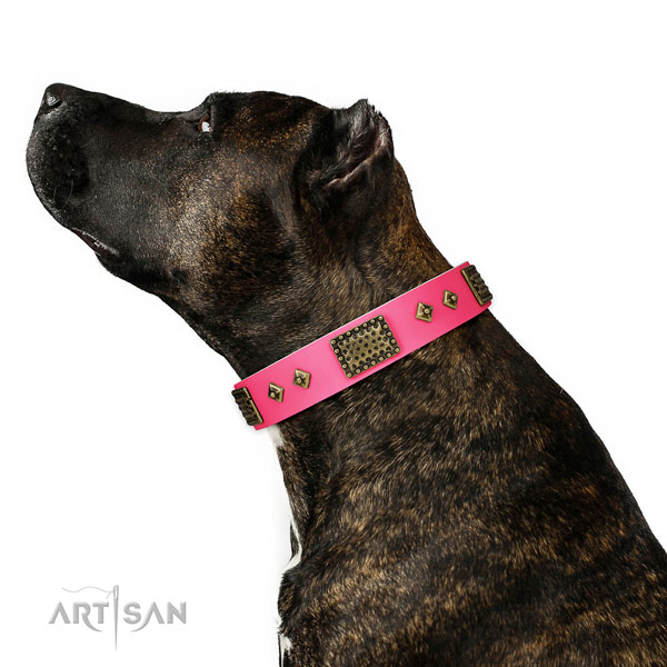 Impressive genuine leather collar for your attractive canine