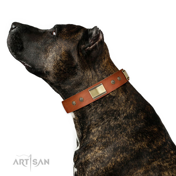 Easy wearing dog collar of leather with exquisite adornments