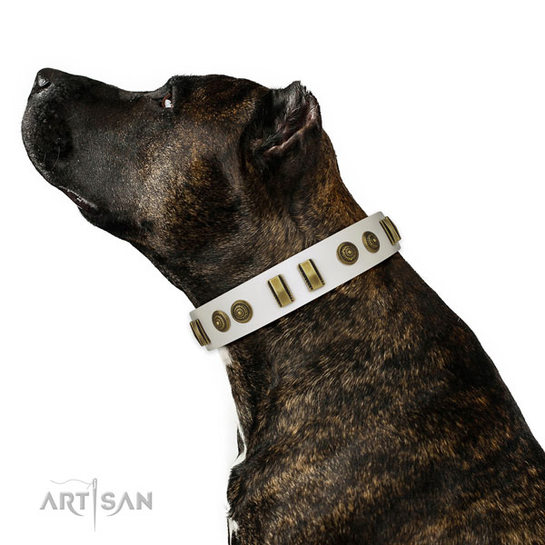 Stylish walking dog collar of natural leather with stylish design studs