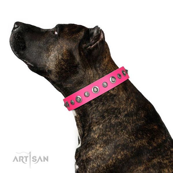 Full grain leather collar with corrosion resistant hardware for your impressive doggie