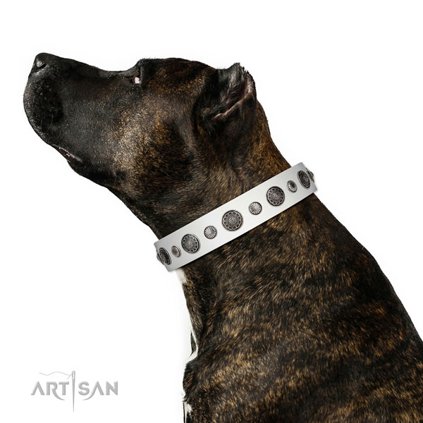 Easy wearing natural leather dog collar with corrosion resistant traditional buckle