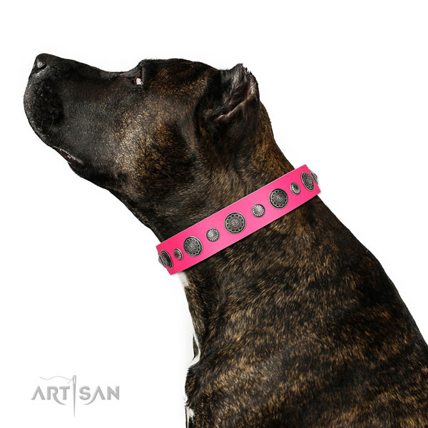 Designer full grain genuine leather dog collar with rust resistant fittings