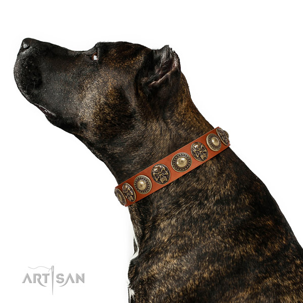 Studded leather collar for your stylish dog