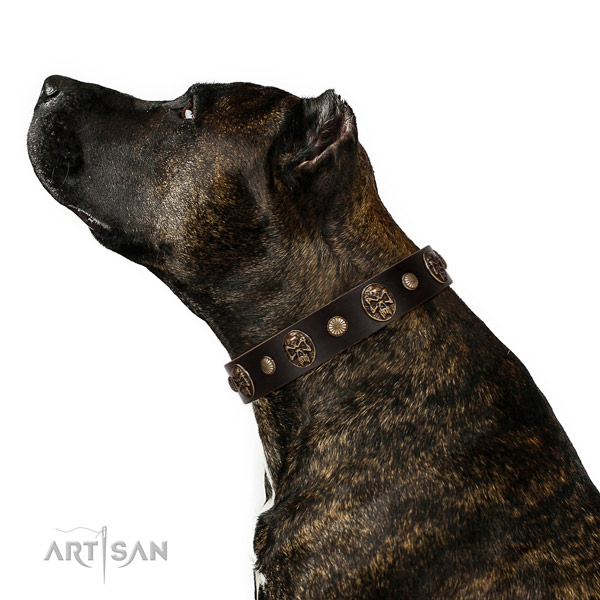 Impressive genuine leather collar for your attractive canine