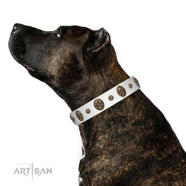 Fancy walking dog collar of genuine leather with fashionable embellishments