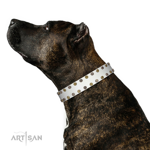Remarkable full grain leather dog collar with strong adornments